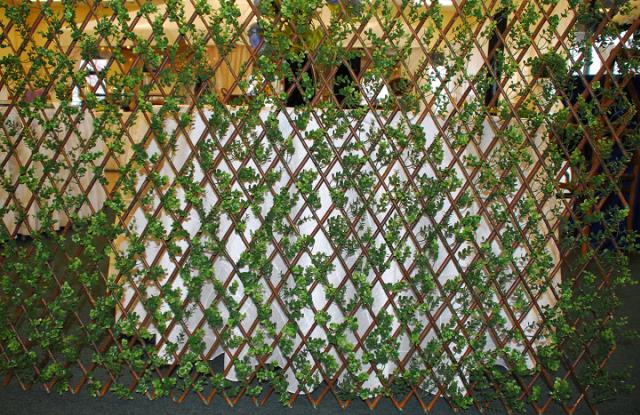Rental store for BOXWOOD WILLOW LATTICE SCREEN in Murfreesboro TN
