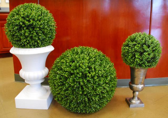 Rental store for BOXWOOD 11  BALL in Murfreesboro TN
